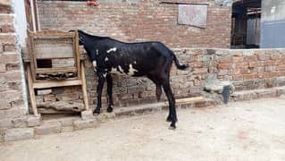 goat baqri nagri dabi for sale