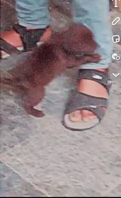 Name fluffy chocolate female pup non pedigree  age 3 months