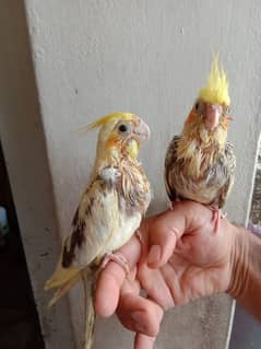 parrots pairs