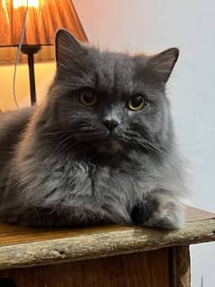 Persian female cat