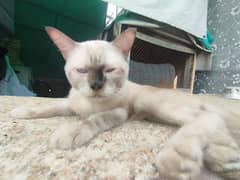 Siamese mated cat@Siamese cat@ Kitten@Persian Kitten@Perisan@Cat