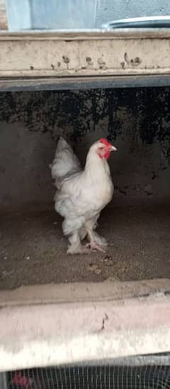 White heavy buff cochin female