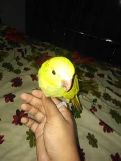 Parrot for sale 8 month old Parrot hand tame hain