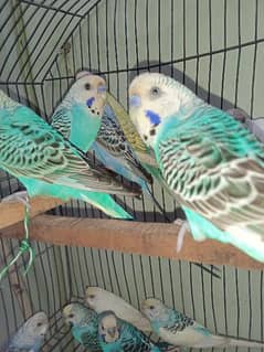 budgies