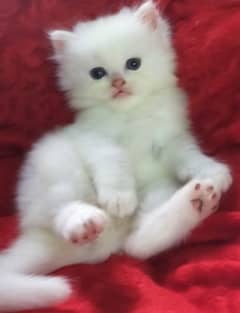 Persian Kittens / Kittens for sale/blue eyes / 4 coated /kittens