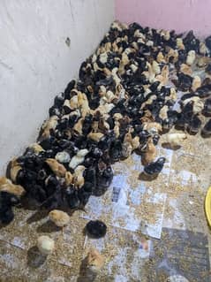 Australorp chiks | play mouth | murgian| desi hen |golden Misri chicks