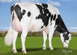 australian cow holstain fresian cow, dairy cows