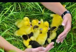 healthy active Desi ducks KY chicks available hai
