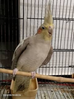 male Cocktail parrots for sale