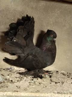 black English fantail breeder pair