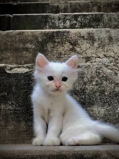 3 coat Male Persian kitten in pure white colour