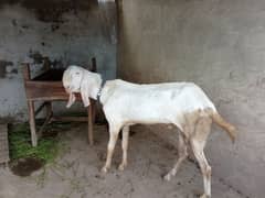 Pure Rajanpuri breeder