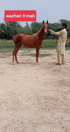 2_wacheria for sale Female Horse