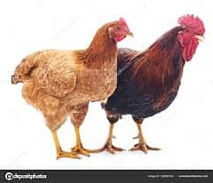 Hen and rooster