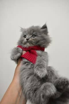 Persian kitten