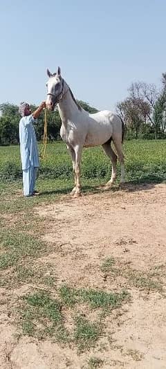 Horse Big Heighted 03021665379