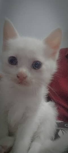 Persian cat pair for sale