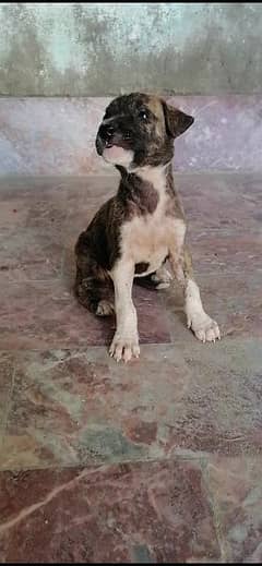 bully male puppy for sale