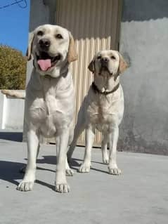 Labrador breeder pairs