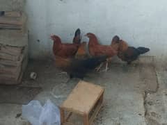 desi home feed pe 5 piece golden misri hens