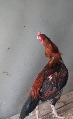 Cock.