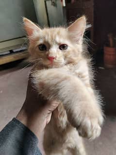 Persian cat kitten available