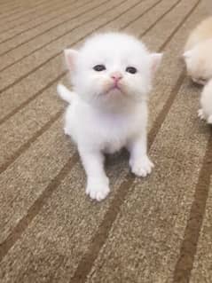 Persian kitten Punch Face