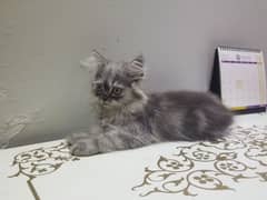 persian,cat