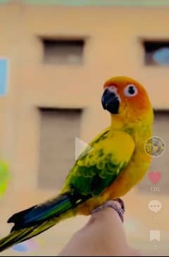 sun conure