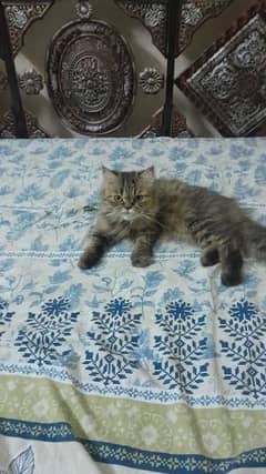 female Persian cat available double cod punch face
