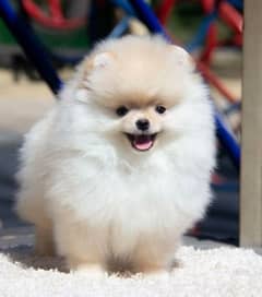 Pomeranian