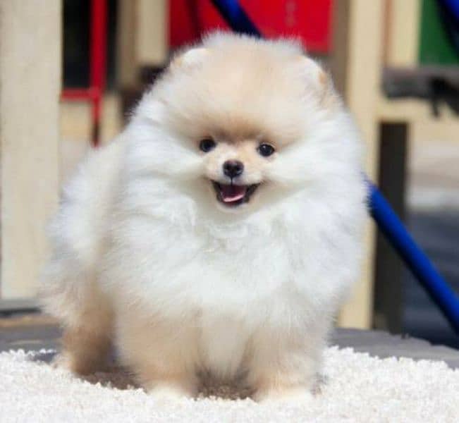 Pomeranian 1