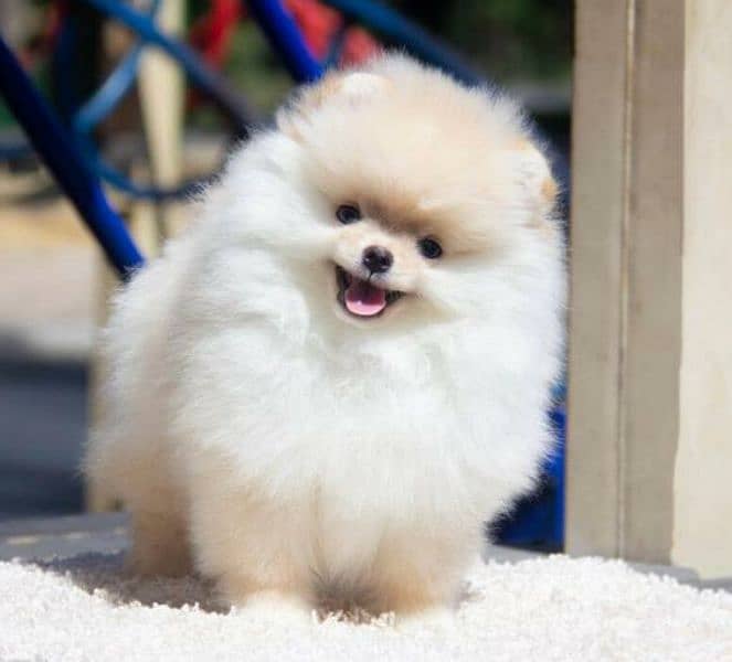 Pomeranian 2