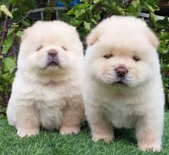 Chow chow