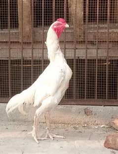 Heera Pepper White & Shamo Cross Pathe Pathiyan Pair Sale 03096705051