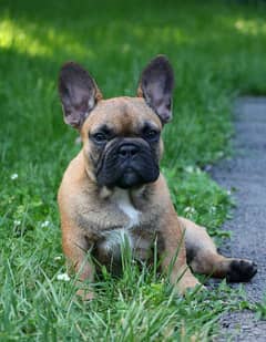 french bulldog 0