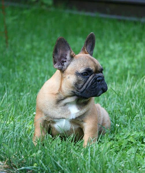 french bulldog 1