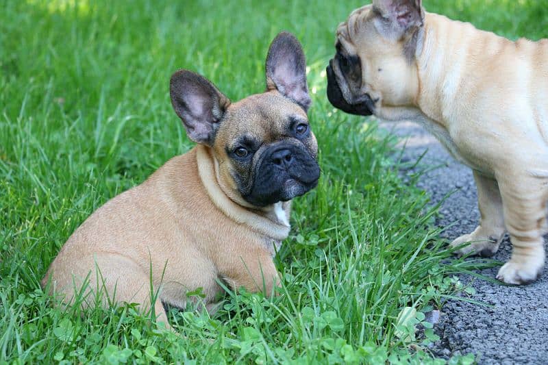 french bulldog 2