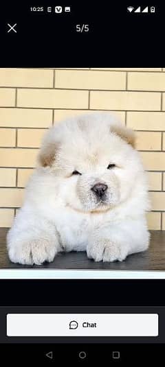 chow chow