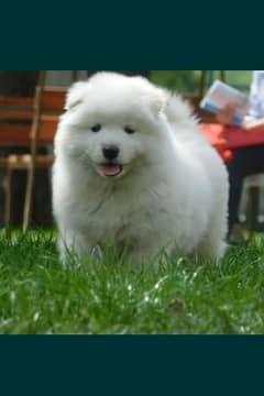 Samoyed 0