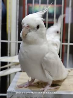 cockatiel pair cocktail