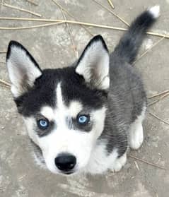 Siberian Husky Female puppy