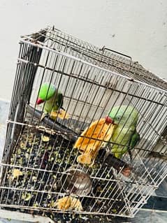 Talking Raw Parrots Pair, Raw Parrots Breeder Pair, Kashmiri Raw