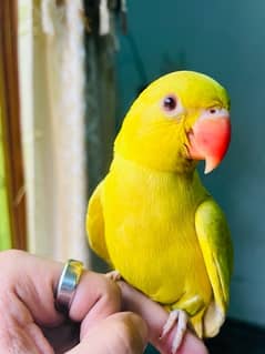 Talking yellow parrot