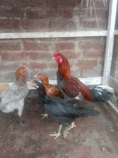 aseel breeder and chicks wattsapp no. 03356274785