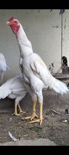 Heera Aseel super marathi breed 2 pathay for sale