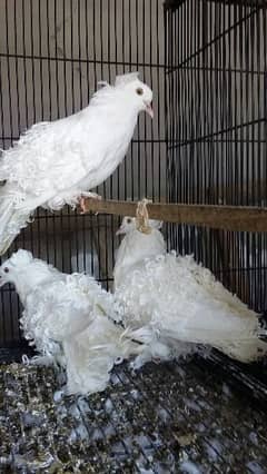 Frilback Fancy Pigeon