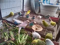 Budgies 20 piece available