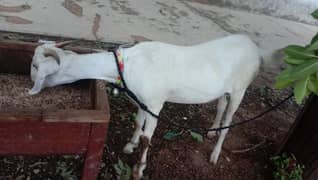 Gabban Gulabi Tedi ( Barbari Goat) Pink goat