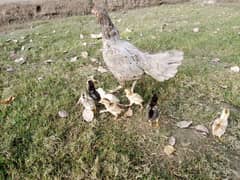 Aseel Chicks For Sale